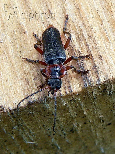 Cantharis rustica