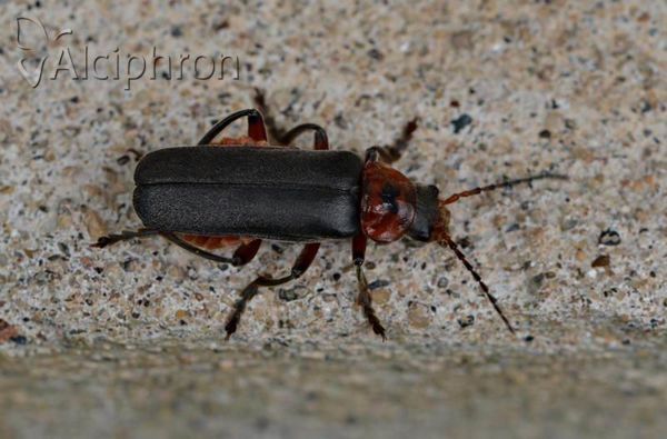 Cantharis rustica
