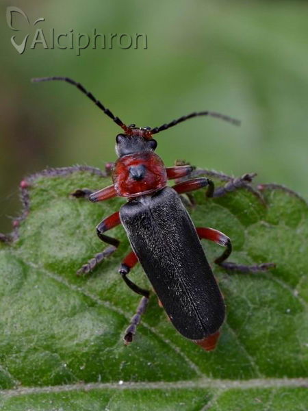 Cantharis rustica