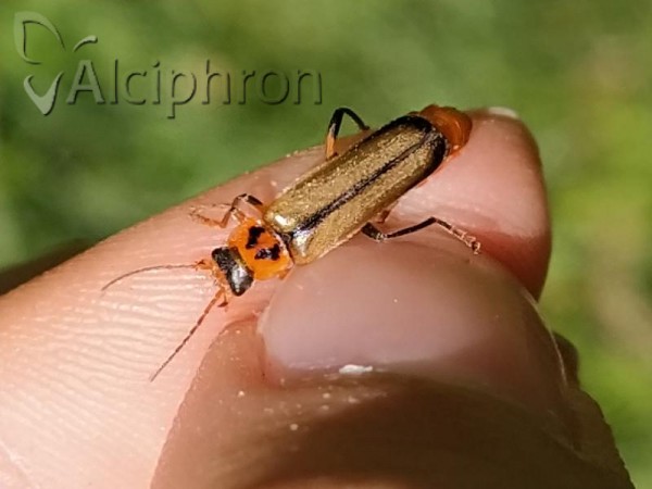 Cantharis terminata