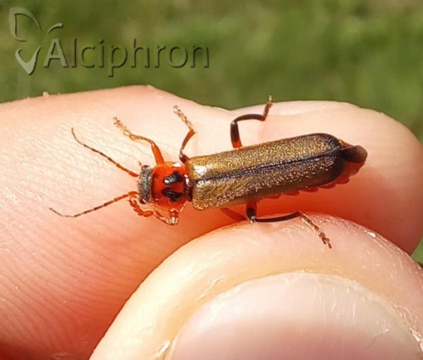 Cantharis terminata