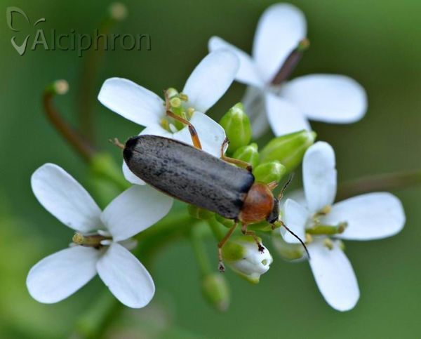 Cantharis lateralis