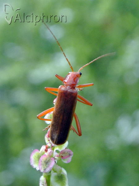 Armidia signata