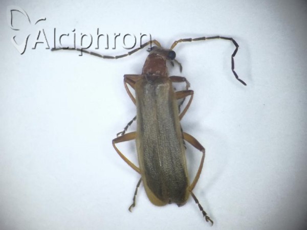 Armidia signata
