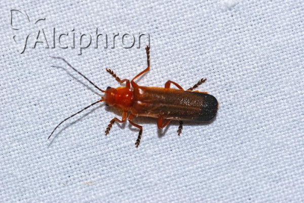 Ancistronycha erichsonii