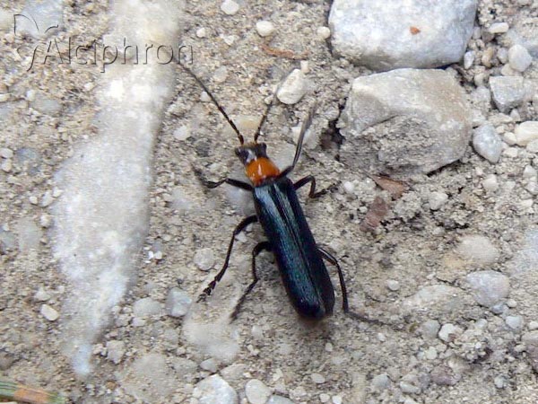 Ancistronycha occipitalis 