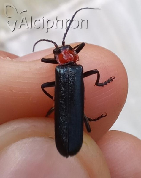 Ancistronycha occipitalis 