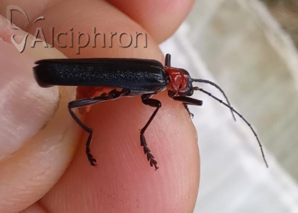 Ancistronycha occipitalis 