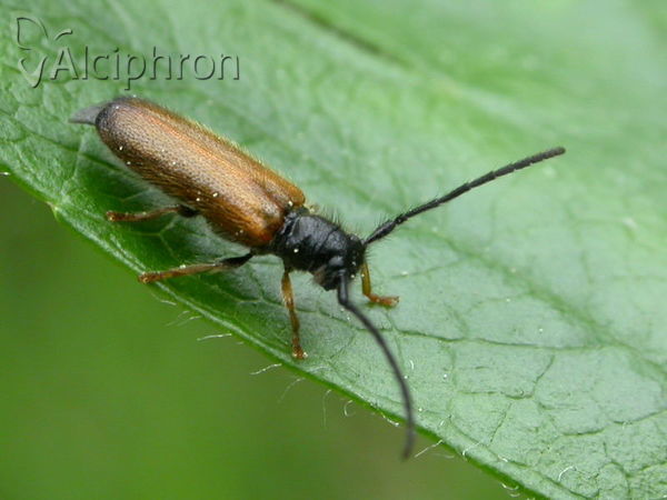 Tetrops praeustus