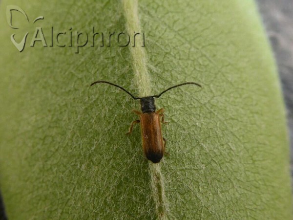 Tetrops praeustus