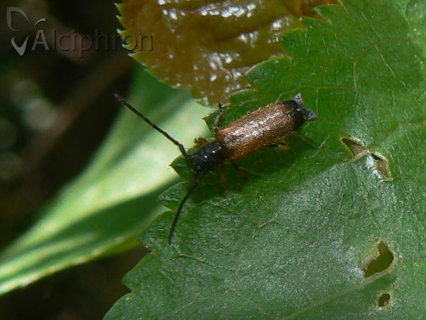 Tetrops praeustus