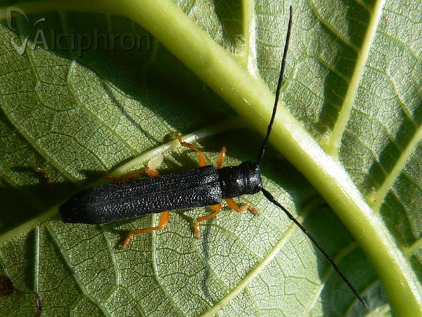 Oberea linearis