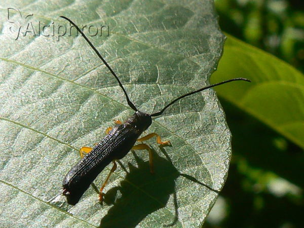 Oberea linearis