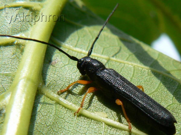 Oberea linearis