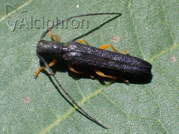Oberea linearis
