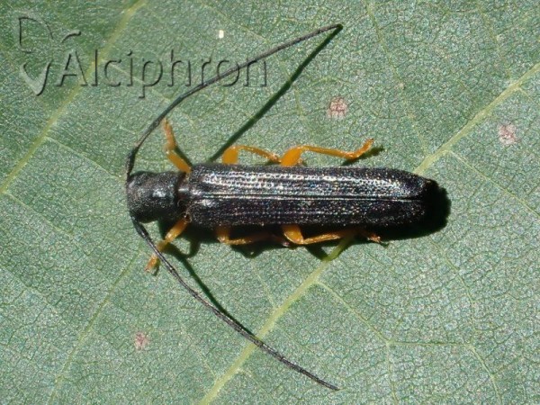 Oberea linearis
