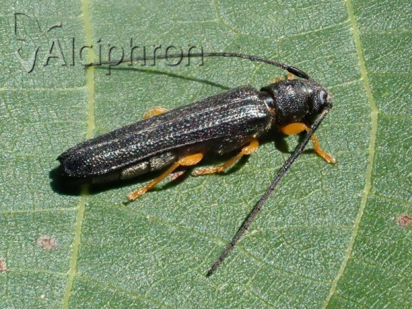 Oberea linearis