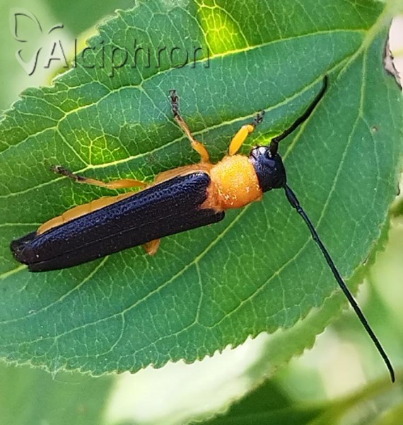 Oberea pedemontana