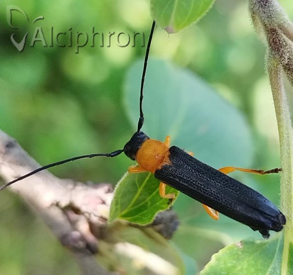Oberea pedemontana