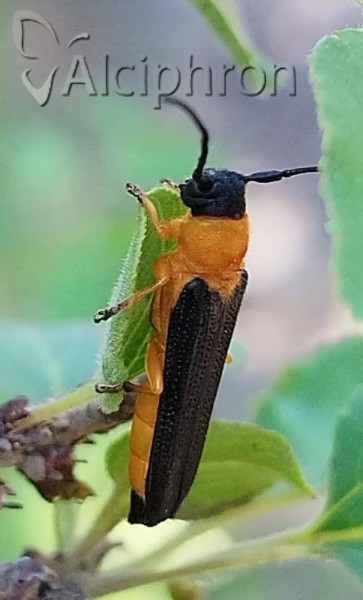 Oberea pedemontana