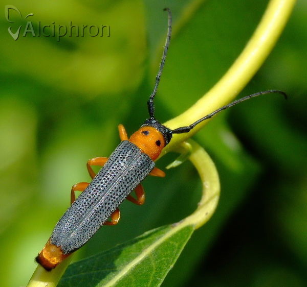 Oberea oculata