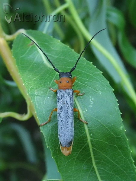 Oberea oculata