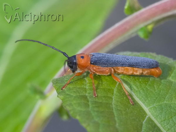 Oberea oculata