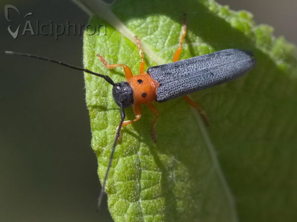 Oberea oculata