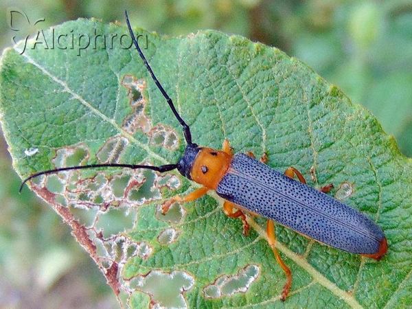 Oberea oculata