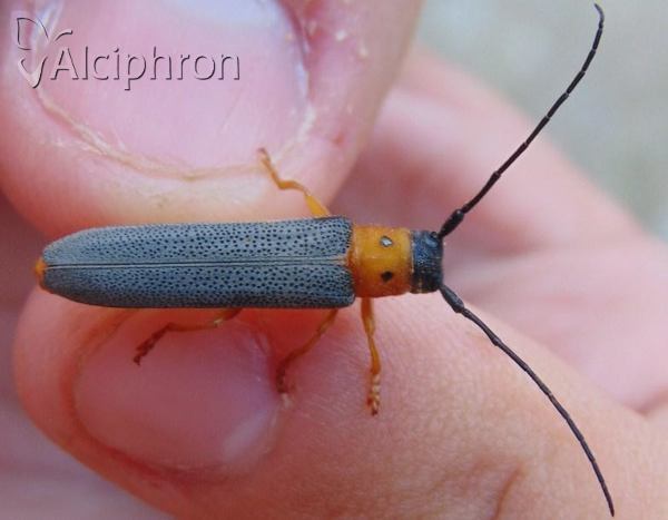 Oberea oculata