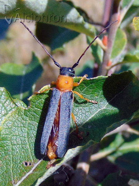 Oberea oculata