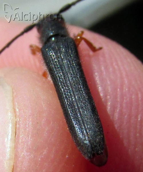 Oberea erythrocephala