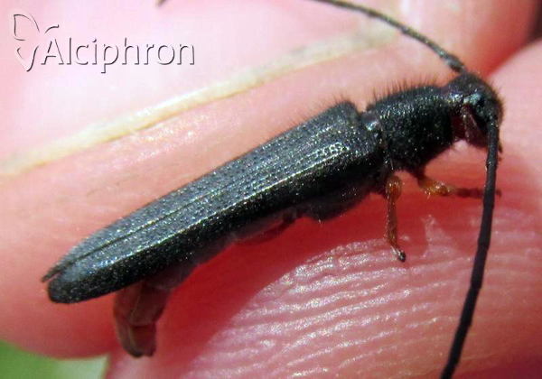 Oberea erythrocephala