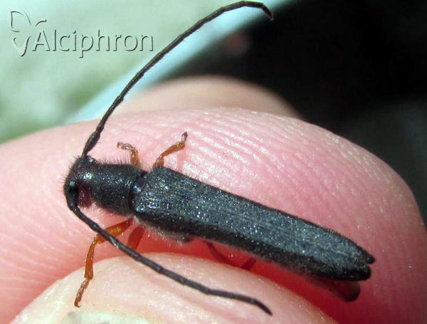 Oberea erythrocephala