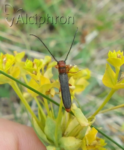 Oberea erythrocephala