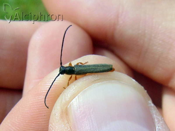 Oberea euphorbiae