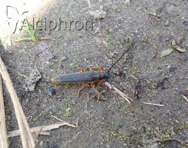 Oberea histrionis