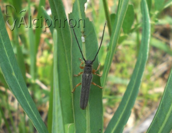 Oberea histrionis