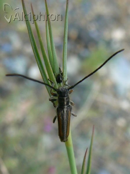 Phytoecia vittipennis