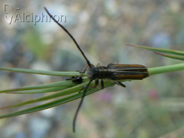 Phytoecia vittipennis