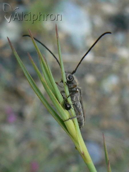 Phytoecia vittipennis