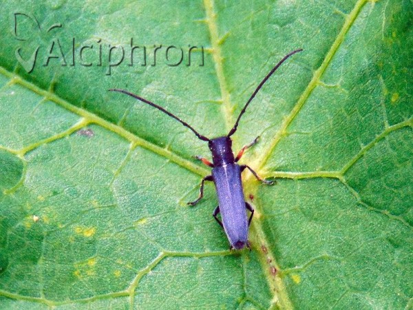Phytoecia cylindrica