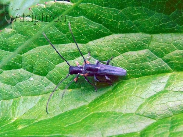 Phytoecia cylindrica
