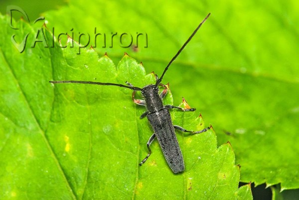 Phytoecia cylindrica