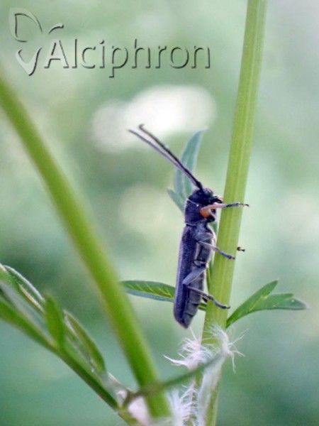 Phytoecia cylindrica