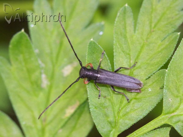 Phytoecia cylindrica