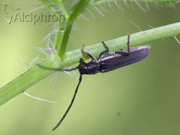 Phytoecia cylindrica