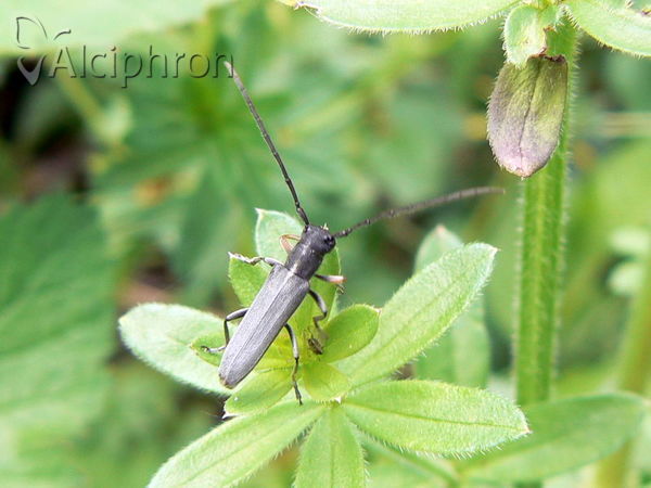 Phytoecia cylindrica