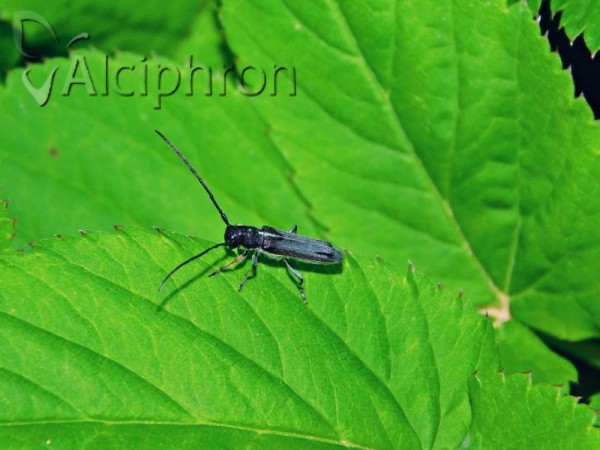 Phytoecia cylindrica