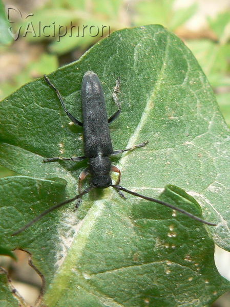 Phytoecia cylindrica